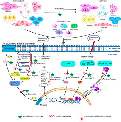 Anti-Inflammatory Medicinal Plants of Bangladesh—A Pharmacological Evaluation